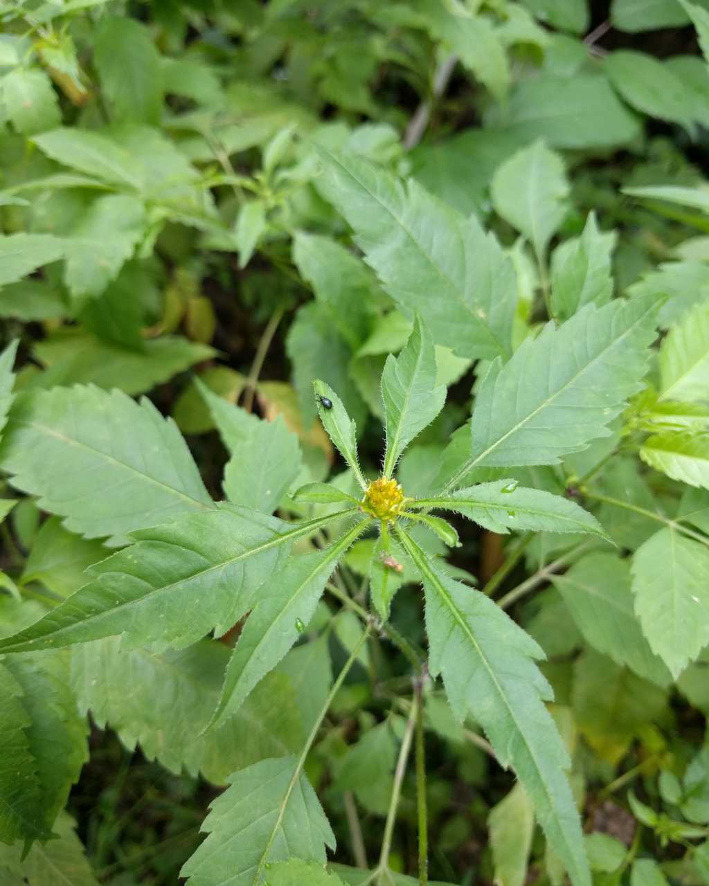 Bidens cfr. tripartita (Asteraceae)